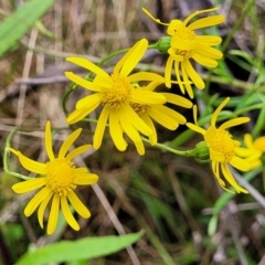 Senecio madagascariensis (Madagascan Fireweed, Fireweed) at South East Forest National Park - 22 Oct 2022 by trevorpreston