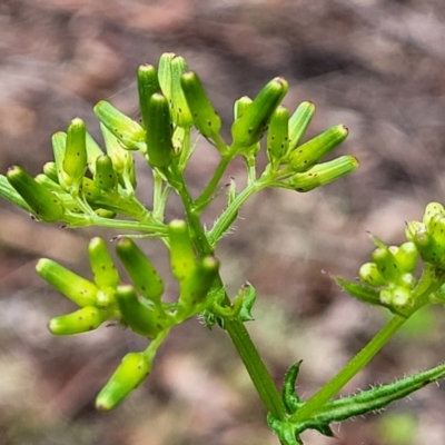 Senecio hispidulus (Hill Fireweed) at Rockton, NSW - 22 Oct 2022 by trevorpreston