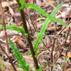 Senecio hispidulus at Rockton, NSW - 22 Oct 2022