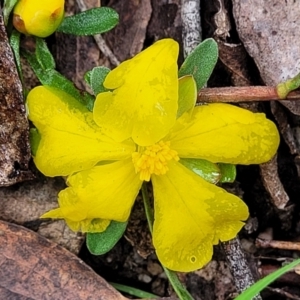 Hibbertia obtusifolia at Rockton, NSW - 22 Oct 2022