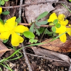 Hibbertia obtusifolia at Rockton, NSW - 22 Oct 2022