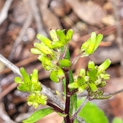 Senecio minimus (Shrubby Fireweed) at Rockton, NSW - 22 Oct 2022 by trevorpreston