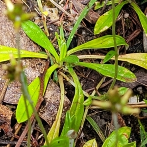 Euchiton japonicus at Rockton, NSW - 22 Oct 2022