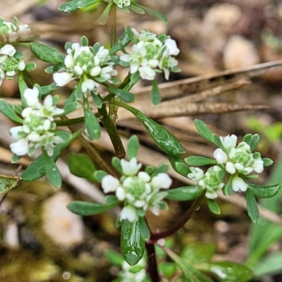 Poranthera microphylla (Small Poranthera) at Rockton, NSW - 22 Oct 2022 by trevorpreston