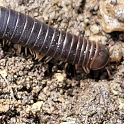 Spirobolida (order) (Spirobolid millipede) at Bondi State Forest - 22 Oct 2022 by trevorpreston