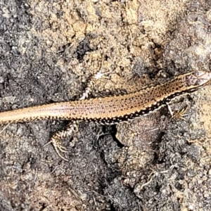 Eulamprus heatwolei at Rockton, NSW - 22 Oct 2022