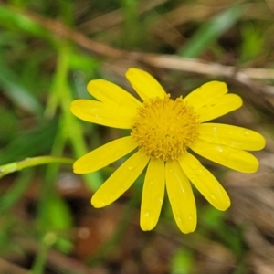 Senecio madagascariensis at Rockton, NSW - 22 Oct 2022 12:27 PM