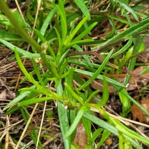 Senecio madagascariensis at Rockton, NSW - 22 Oct 2022 12:27 PM