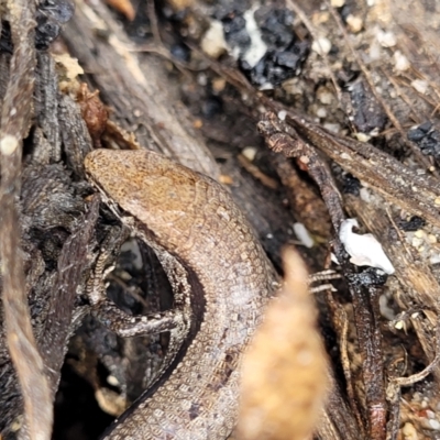 Lampropholis guichenoti (Common Garden Skink) at Bondi State Forest - 22 Oct 2022 by trevorpreston
