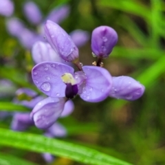 Comesperma volubile (Love Creeper) at Bondi State Forest - 22 Oct 2022 by trevorpreston