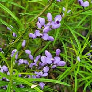 Comesperma volubile at Rockton, NSW - 22 Oct 2022