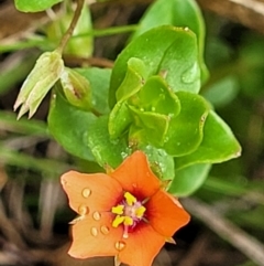 Lysimachia arvensis (Scarlet Pimpernel) at South East Forest National Park - 22 Oct 2022 by trevorpreston