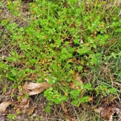 Lysimachia arvensis at Rockton, NSW - 22 Oct 2022