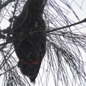 Calyptorhynchus lathami lathami at Hackett, ACT - suppressed