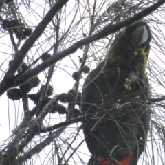 Calyptorhynchus lathami lathami at Hackett, ACT - suppressed