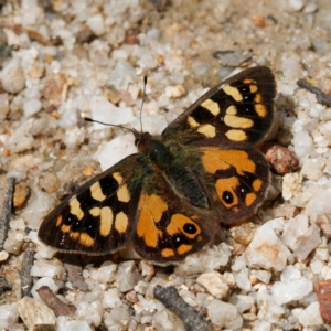 Argynnina cyrila at Paddys River, ACT - suppressed