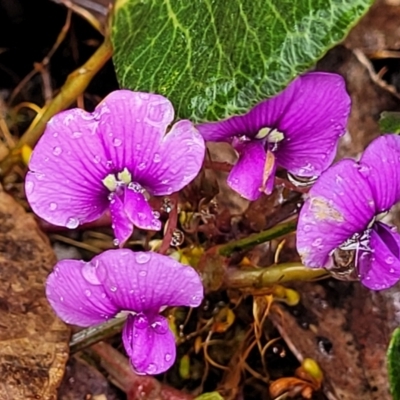 Hardenbergia violacea (False Sarsaparilla) at South East Forest National Park - 22 Oct 2022 by trevorpreston