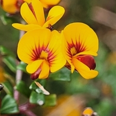 Pultenaea microphylla (Egg and Bacon Pea) at Rockton, NSW - 22 Oct 2022 by trevorpreston