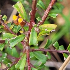 Pultenaea microphylla at Rockton, NSW - 22 Oct 2022 12:11 PM