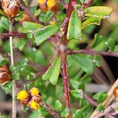 Pultenaea microphylla at Rockton, NSW - 22 Oct 2022 12:11 PM