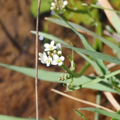 Cardamine sp. (Bittercress) at Mount Clear, ACT - 15 Oct 2022 by RAllen