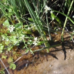 Cardamine sp. at Mount Clear, ACT - 15 Oct 2022 03:10 PM