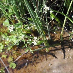 Cardamine sp. at Mount Clear, ACT - 15 Oct 2022 03:10 PM