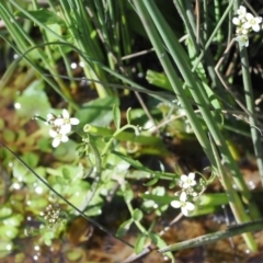 Cardamine sp. at Mount Clear, ACT - 15 Oct 2022 03:10 PM