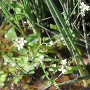 Cardamine sp. at Mount Clear, ACT - 15 Oct 2022 03:10 PM