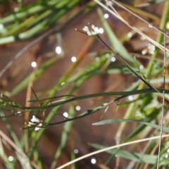 Cardamine sp. at Mount Clear, ACT - 15 Oct 2022 03:10 PM