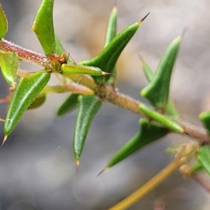 Acacia gunnii at Rockton, NSW - 22 Oct 2022