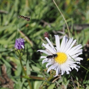 Brachyscome decipiens at Mount Clear, ACT - 15 Oct 2022 03:08 PM