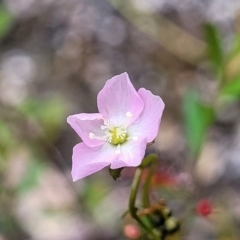 Drosera auriculata (Tall Sundew) at South East Forest National Park - 22 Oct 2022 by trevorpreston