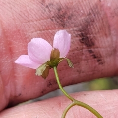 Drosera auriculata at Rockton, NSW - 22 Oct 2022 12:06 PM