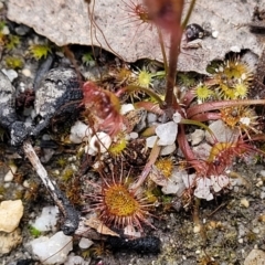 Drosera auriculata at Rockton, NSW - 22 Oct 2022 12:06 PM