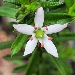 Rhytidosporum procumbens (White Marianth) at South East Forest National Park - 22 Oct 2022 by trevorpreston