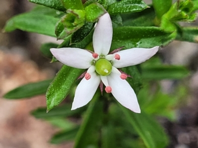 Rhytidosporum procumbens (White Marianth) at Rockton, NSW - 22 Oct 2022 by trevorpreston