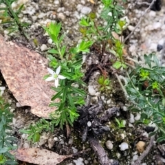 Rhytidosporum procumbens at Rockton, NSW - 22 Oct 2022