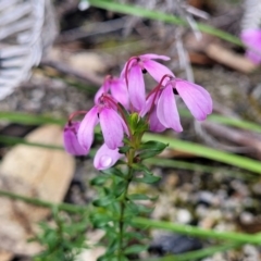 Tetratheca bauerifolia (Heath Pink-bells) at Rockton, NSW - 22 Oct 2022 by trevorpreston