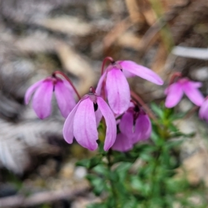 Tetratheca bauerifolia at Rockton, NSW - 22 Oct 2022