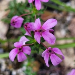 Tetratheca bauerifolia at Rockton, NSW - 22 Oct 2022