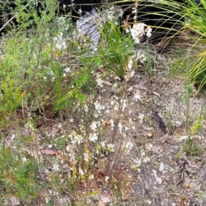 Epacris impressa at Rockton, NSW - 22 Oct 2022