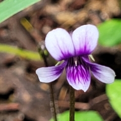 Viola hederacea (Ivy-leaved Violet) at Rockton, NSW - 22 Oct 2022 by trevorpreston