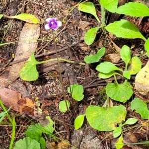 Viola hederacea at Rockton, NSW - 22 Oct 2022 11:56 AM