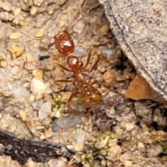 Aphaenogaster longiceps at Rockton, NSW - 22 Oct 2022