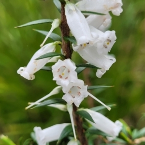 Epacris impressa at Rockton, NSW - 22 Oct 2022