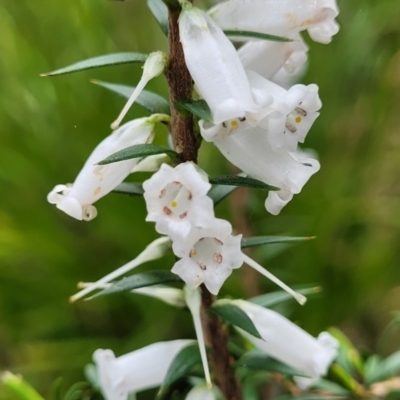 Epacris impressa (Common Heath) at Rockton, NSW - 22 Oct 2022 by trevorpreston