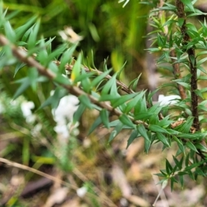 Epacris impressa at Rockton, NSW - 22 Oct 2022