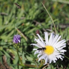 Melangyna viridiceps (Hover fly) at Mount Clear, ACT - 15 Oct 2022 by RAllen