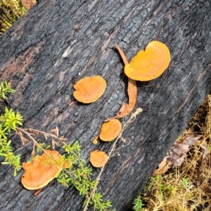 Trametes coccinea at Rockton, NSW - 22 Oct 2022